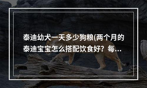 泰迪幼犬一天多少狗粮(两个月的泰迪宝宝怎么搭配饮食好？每天吃几顿？一顿吃多少？狗粮干吃还是用羊奶泡着给它吃好？)