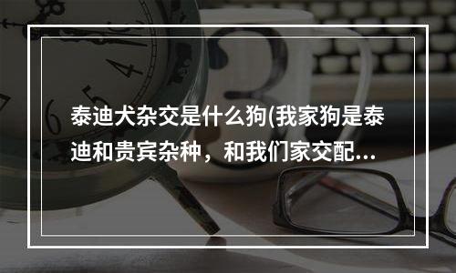 泰迪犬杂交是什么狗(我家狗是泰迪和贵宾杂种，和我们家交配的是泰迪，请问下生出来的狗是什么品种的！)