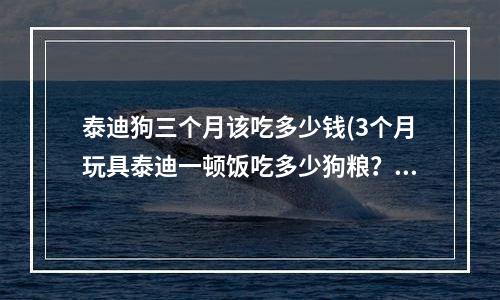 泰迪狗三个月该吃多少钱(3个月玩具泰迪一顿饭吃多少狗粮？)