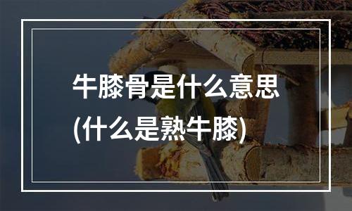 牛膝骨是什么意思(什么是熟牛膝)