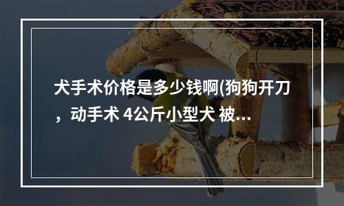 犬手术价格是多少钱啊(狗狗开刀，动手术 4公斤小型犬 被大狗咬伤 皮没破 肌肉撕裂 肚肠被拉出肌肉外 请问这个手术大概要多少钱)