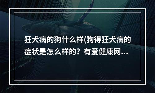 狂犬病的狗什么样(狗得狂犬病的症状是怎么样的？有爱健康网报道)