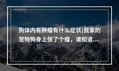 狗体内有肿瘤有什么症状(我家的宠物狗身上张了个瘤，谁知道怎么办？)