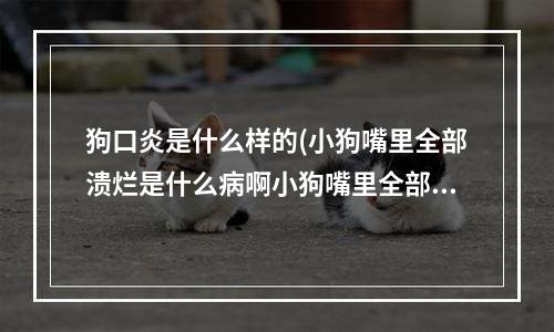 狗口炎是什么样的(小狗嘴里全部溃烂是什么病啊小狗嘴里全部溃烂是什么病啊!!求求各位知道的告诉我该怎么给它治病谢谢)