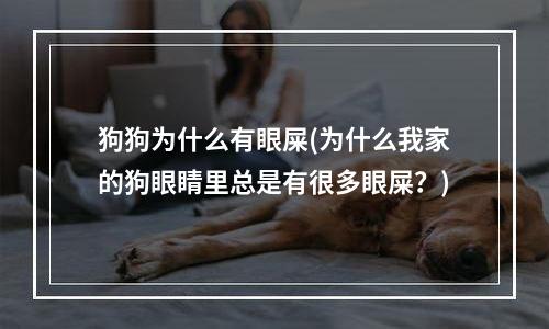 狗狗为什么有眼屎(为什么我家的狗眼睛里总是有很多眼屎？)