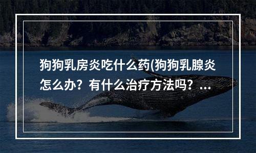 狗狗乳房炎吃什么药(狗狗乳腺炎怎么办？有什么治疗方法吗？)