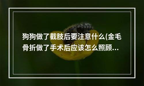 狗狗做了截肢后要注意什么(金毛骨折做了手术后应该怎么照顾)