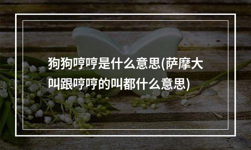 狗狗哼哼是什么意思(萨摩大叫跟哼哼的叫都什么意思)