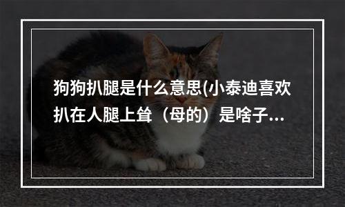 狗狗扒腿是什么意思(小泰迪喜欢扒在人腿上耸（母的）是啥子现象啊？好不好？她才四个月)