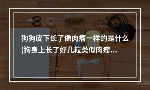 狗狗皮下长了像肉瘤一样的是什么(狗身上长了好几粒类似肉瘤的东西)