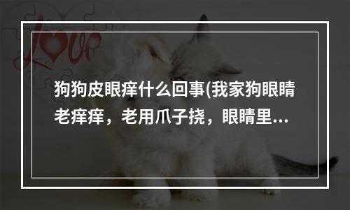 狗狗皮眼痒什么回事(我家狗眼睛老痒痒，老用爪子挠，眼睛里有点红，没什么别的症状，就是痒，怎么办)