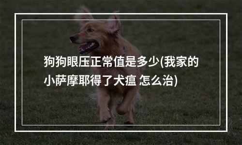 狗狗眼压正常值是多少(我家的小萨摩耶得了犬瘟 怎么治)