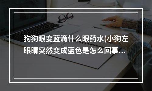 狗狗眼变蓝滴什么眼药水(小狗左眼睛突然变成蓝色是怎么回事？)