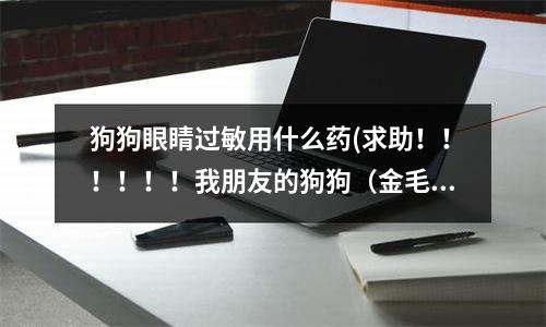 狗狗眼睛过敏用什么药(求助！！！！！！我朋友的狗狗（金毛犬）眼睛红肿，耳朵也红，一点力气也没有！请好心人帮帮忙啊！)