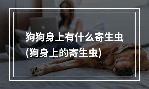 狗狗身上有什么寄生虫(狗身上的寄生虫)