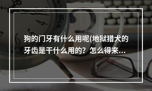 狗的门牙有什么用呢(地狱猎犬的牙齿是干什么用的？怎么得来之后包里没有呢？)