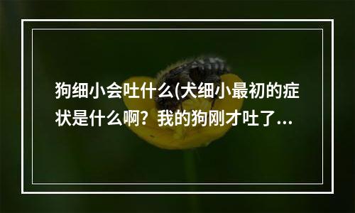 狗细小会吐什么(犬细小最初的症状是什么啊？我的狗刚才吐了，我很担心会不会是细小，很害怕)