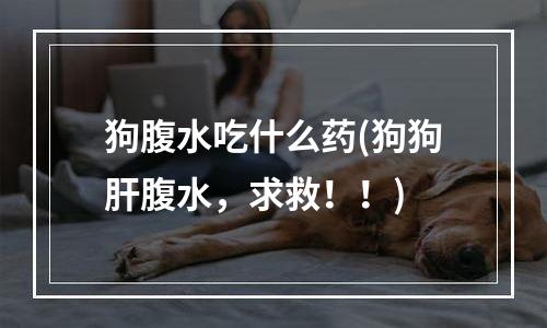 狗腹水吃什么药(狗狗肝腹水，求救！！)