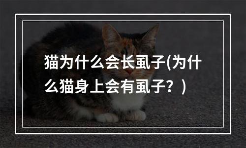 猫为什么会长虱子(为什么猫身上会有虱子？)