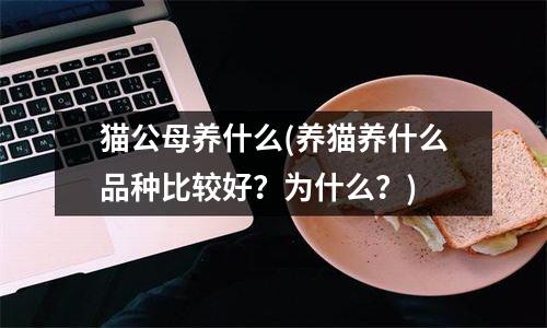 猫公母养什么(养猫养什么品种比较好？为什么？)