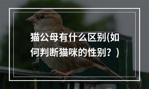 猫公母有什么区别(如何判断猫咪的性别？)