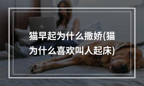 猫早起为什么撒娇(猫为什么喜欢叫人起床)