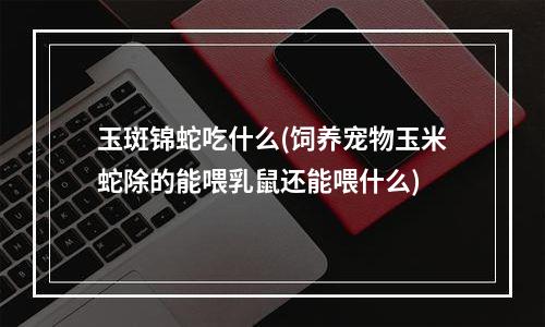 玉斑锦蛇吃什么(饲养宠物玉米蛇除的能喂乳鼠还能喂什么)