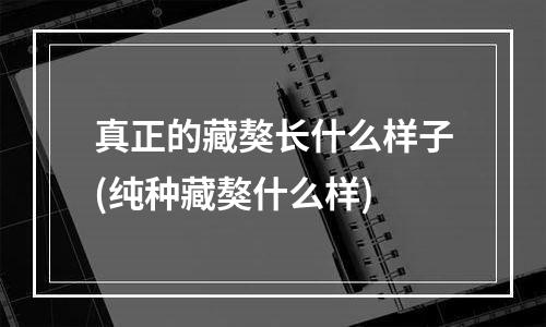 真正的藏獒长什么样子(纯种藏獒什么样)