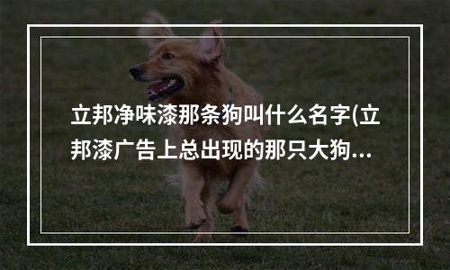 立邦净味漆那条狗叫什么名字(立邦漆广告上总出现的那只大狗是什么？)