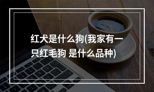 红犬是什么狗(我家有一只红毛狗 是什么品种)