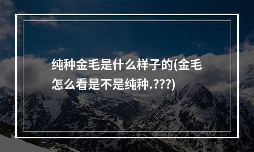 纯种金毛是什么样子的(金毛怎么看是不是纯种.???)