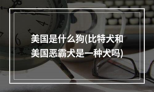 美国是什么狗(比特犬和美国恶霸犬是一种犬吗)