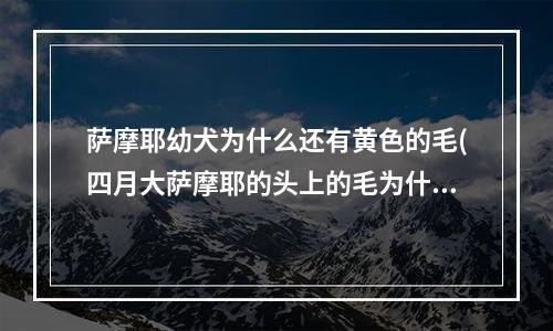 萨摩耶幼犬为什么还有黄色的毛(四月大萨摩耶的头上的毛为什么黄的.)