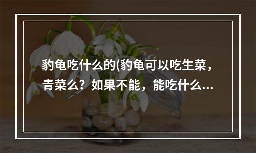 豹龟吃什么的(豹龟可以吃生菜，青菜么？如果不能，能吃什么)