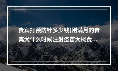 贵宾打预防针多少钱(刚满月的贵宾犬什么时候注射疫苗大概费用费用多少)