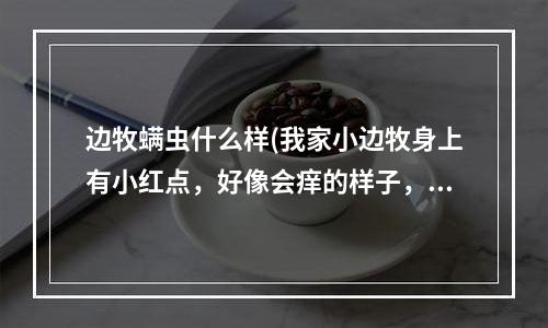 边牧螨虫什么样(我家小边牧身上有小红点，好像会痒的样子，怎么办。昨天刚到我家。52天了才3千克，是不是营养不良啊。)