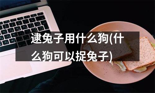 逮兔子用什么狗(什么狗可以捉兔子)