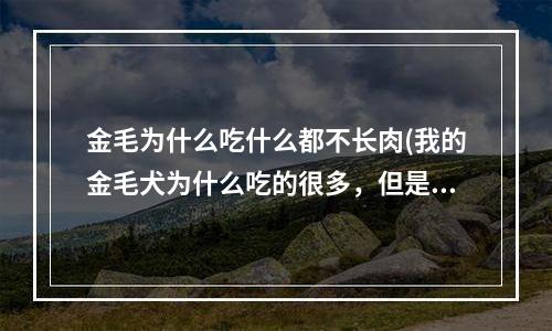 金毛为什么吃什么都不长肉(我的金毛犬为什么吃的很多，但是不张肉？)