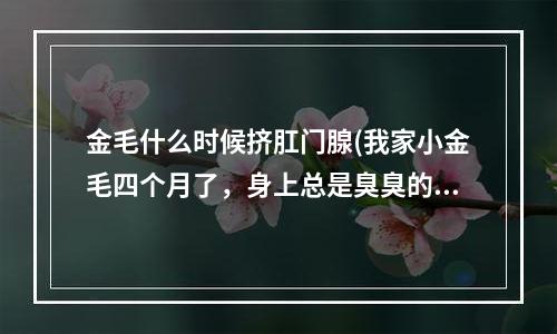 金毛什么时候挤肛门腺(我家小金毛四个月了，身上总是臭臭的，是因为没有挤肛门腺吗？该怎么挤呢？)