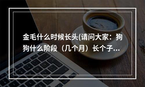 金毛什么时候长头(请问大家：狗狗什么阶段（几个月）长个子最快啊？)