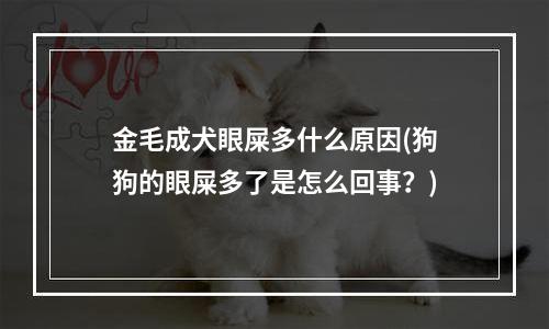 金毛成犬眼屎多什么原因(狗狗的眼屎多了是怎么回事？)