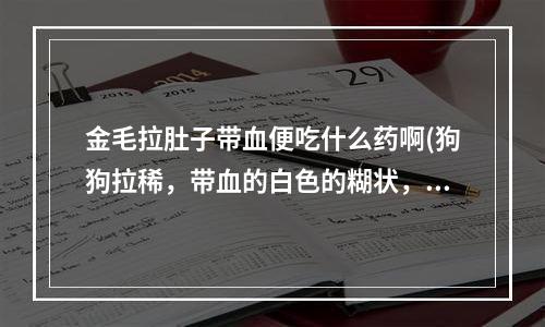 金毛拉肚子带血便吃什么药啊(狗狗拉稀，带血的白色的糊状，给他吃什么药好呢？)