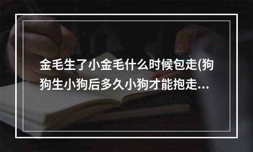 金毛生了小金毛什么时候包走(狗狗生小狗后多久小狗才能抱走)