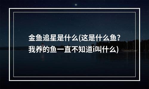 金鱼追星是什么(这是什么鱼？我养的鱼一直不知道i叫什么)