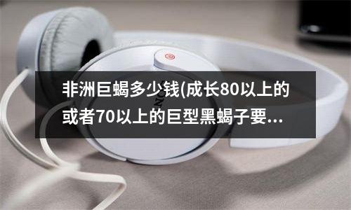 非洲巨蝎多少钱(成长80以上的或者70以上的巨型黑蝎子要多少钱？)