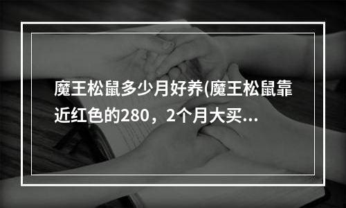 魔王松鼠多少月好养(魔王松鼠靠近红色的280，2个月大买怎么样，还有松鼠2个月的好养么？听说有些红魔王是染色的)