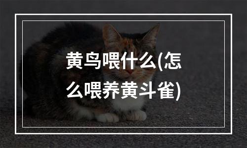 黄鸟喂什么(怎么喂养黄斗雀)