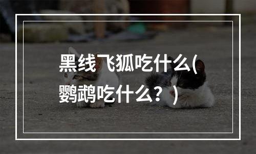 黑线飞狐吃什么(鹦鹉吃什么？)