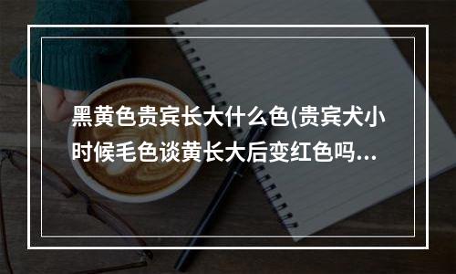 黑黄色贵宾长大什么色(贵宾犬小时候毛色谈黄长大后变红色吗)