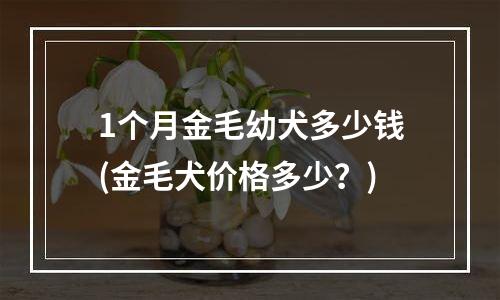 1个月金毛幼犬多少钱(金毛犬价格多少？)